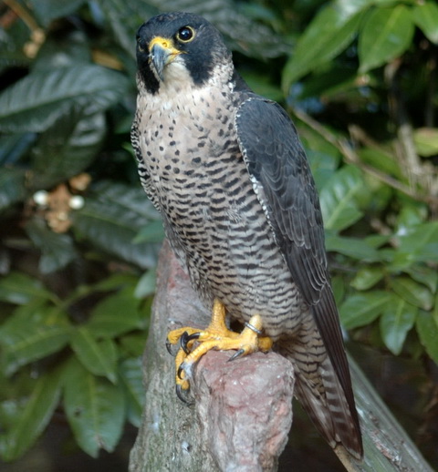  (Falco peregrinus)