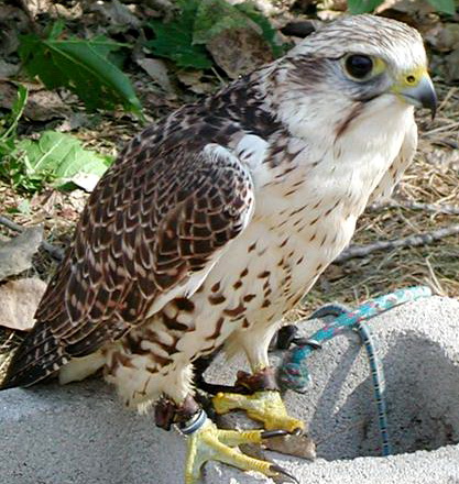  (Falco cherrug)