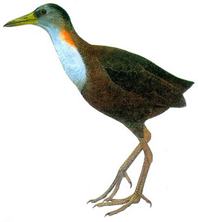    (Amaurornis ineptus)