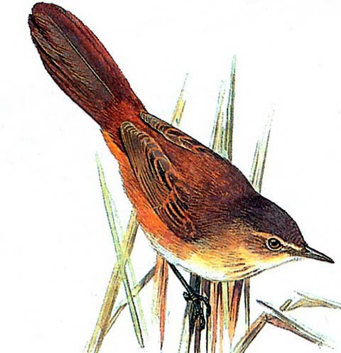   (Bradypterus baboecalus)
