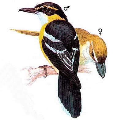    (Machaerirhynchus flaviventer)