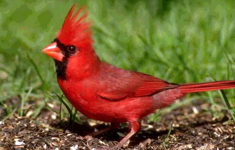   (Cardinalis cardinalis)