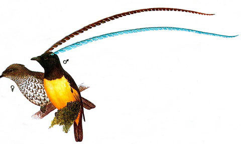    (Pteridophora alberti)