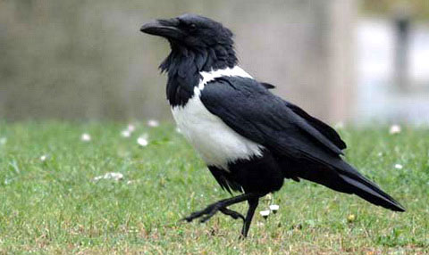   (Corvus albus)