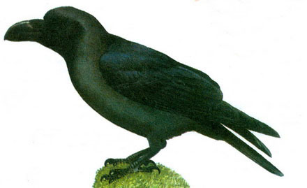   (Corvus macrorhynchos)