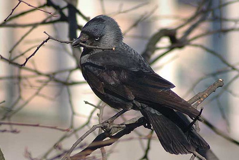   (Corvus monedula)