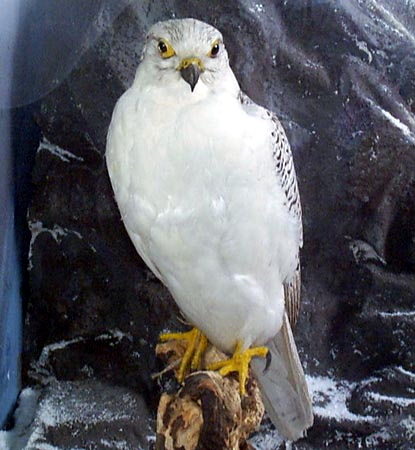  (Falco rusticolus)
