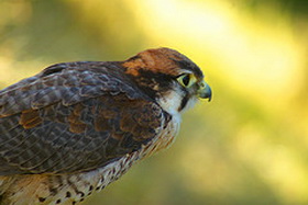   (Falco biarmicus)