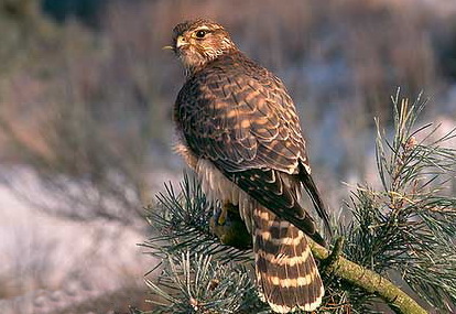  (Falco columbarius)